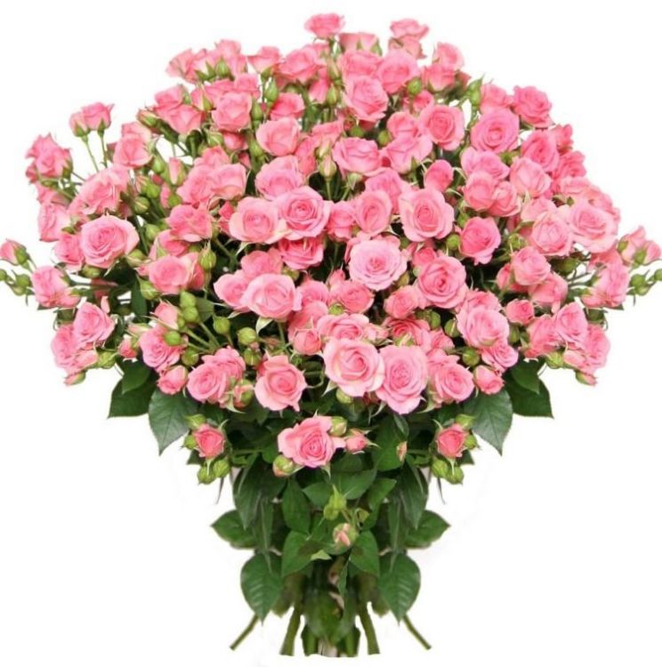 Кустовые розы от 3 600 руб.